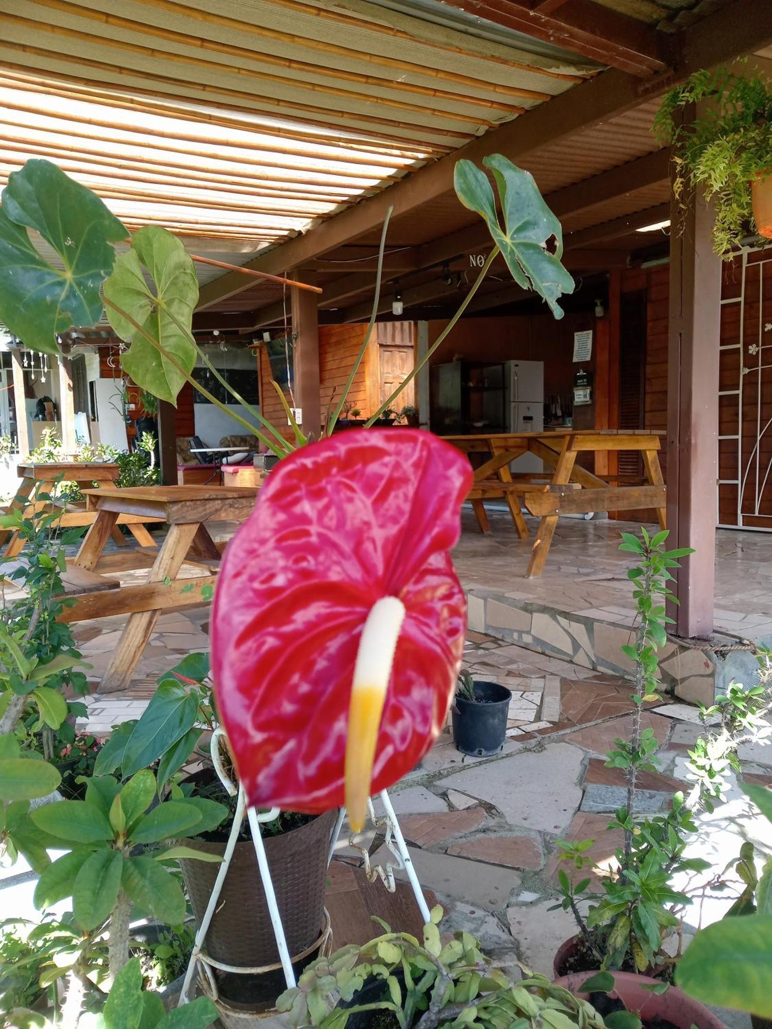 Hostal Vista Boquete Bajo Boquete 外观 照片